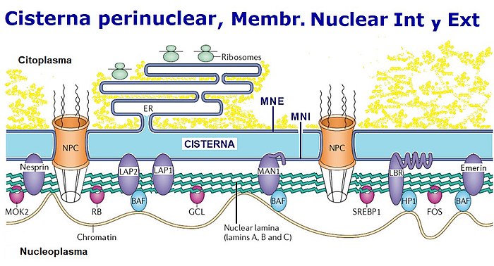 membrana nuclear origen tipos funciones y caracteristicas