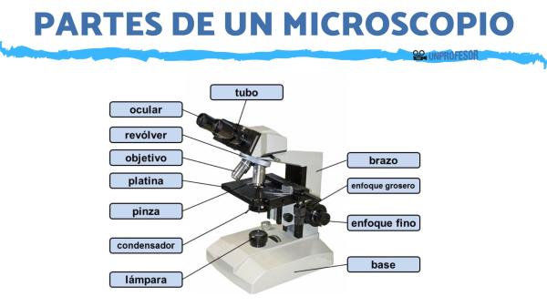 microscopio tipos partes e importancia en la ciencia