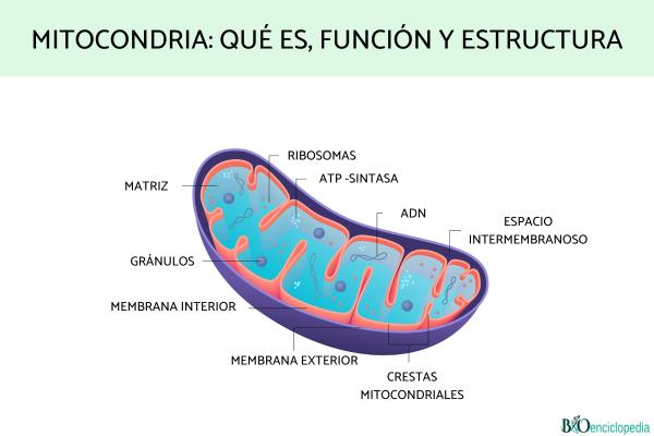 mitocondria concepto origen funcion y estructura clave 3