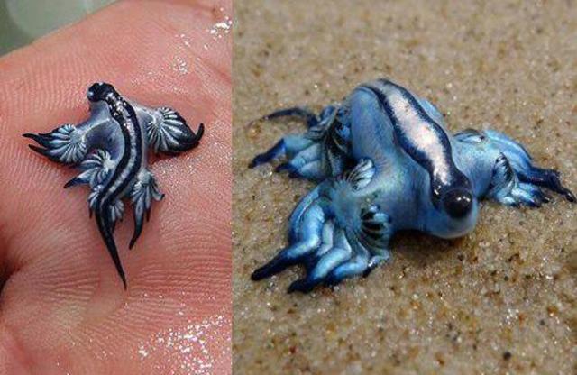 moluscos 40 ejemplos impresionantes de estos animales 1