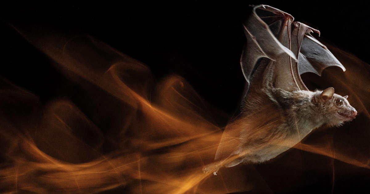 murcielago significado leyendas y cuentos sorprendentes 3