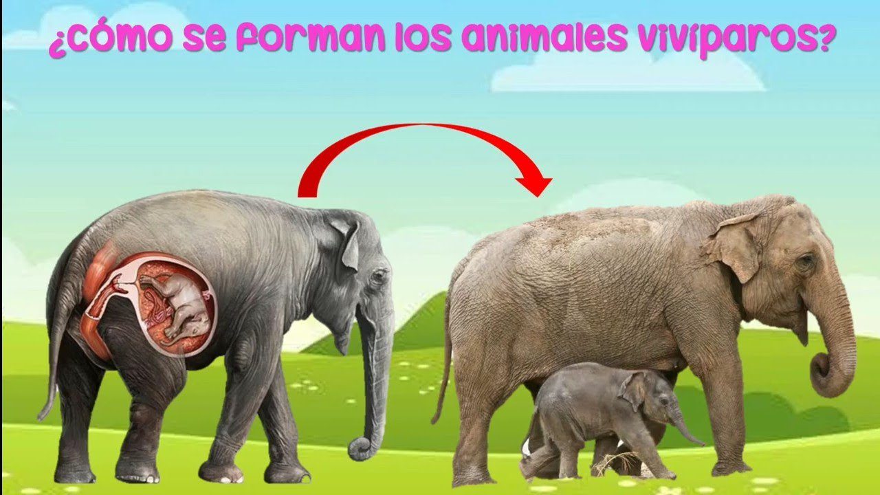 nacen los animales conoce su cautivadora historia de supervivencia