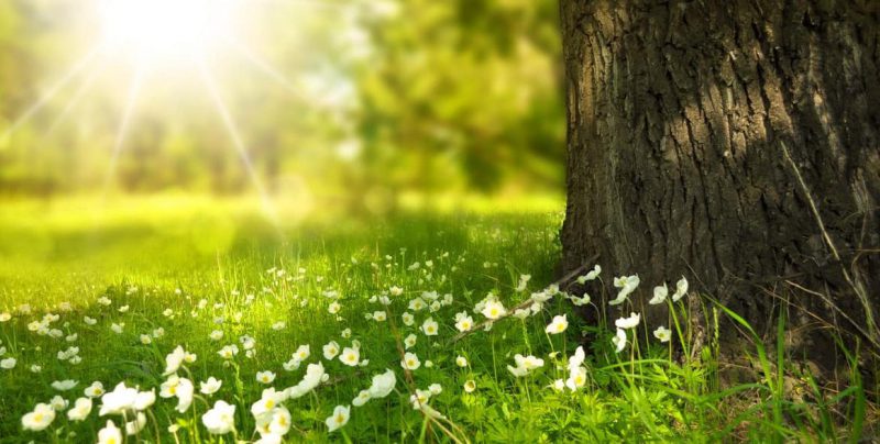 Naturaleza: Concepto, Tipos, Elementos e Impacto Ambiental 2 naturaleza concepto tipos elementos e impacto ambiental