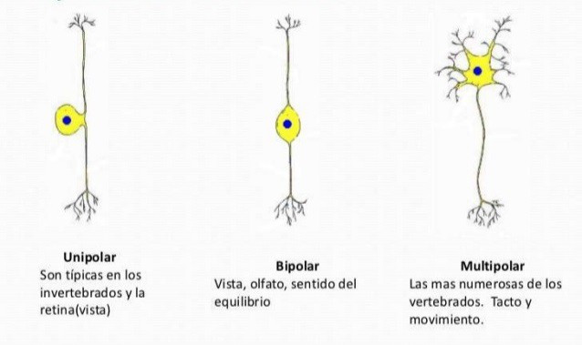 neuronas conceptos funciones tipos y su estructura 1