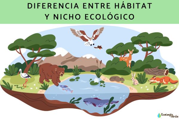 Nicho ecológico: 20 Ejemplos de Hábitat en Ecología 2 nicho ecologico 20 ejemplos de habitat en ecologia 1