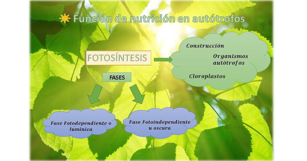 Nutrición en autótrofos: claves para un metabolismo saludable 2 nutricion en autotrofos claves para un metabolismo saludable