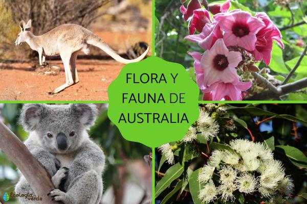 oceania informacion caracteristicas clima fauna y mas 4