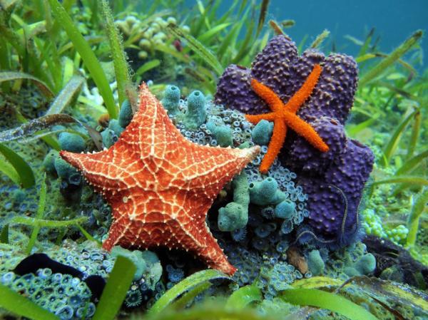 Oceánico: características, tipos, flora y fauna explicados 2 oceanico caracteristicas tipos flora y fauna explicados 1