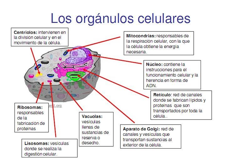 organelos celulares definicion tipos y clasificacion