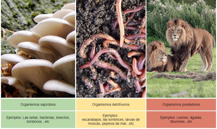 Organismos Heterótrofos: Tipos, Características y Ejemplos 2 organismos heterotrofos tipos caracteristicas y ejemplos