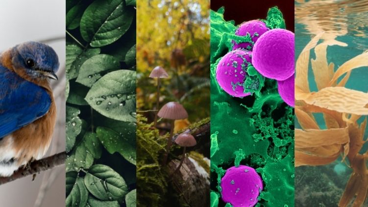 organismos tipos y ejemplos del ser humano en la naturaleza 1