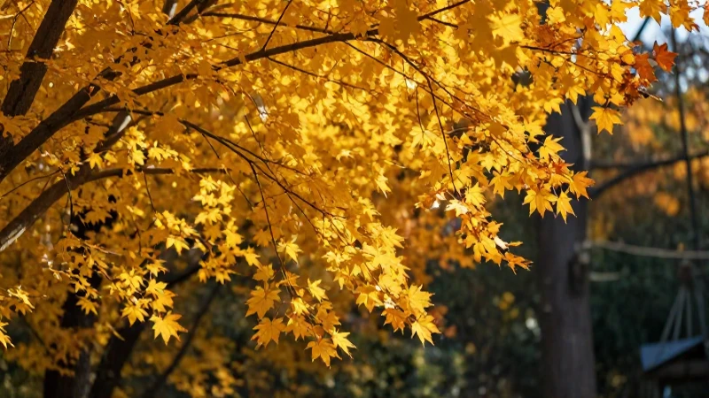 Otoño: Concepto, características y estaciones del año 5 Oto colores vibrantes de otoño con estilo cinematográfico