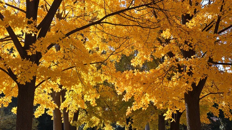 Otoño: Concepto, características y estaciones del año 7 Otoño vibrante: naturaleza dorada y detallada