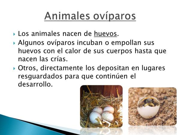 oviparos 10 caracteristicas de los animales oviparos