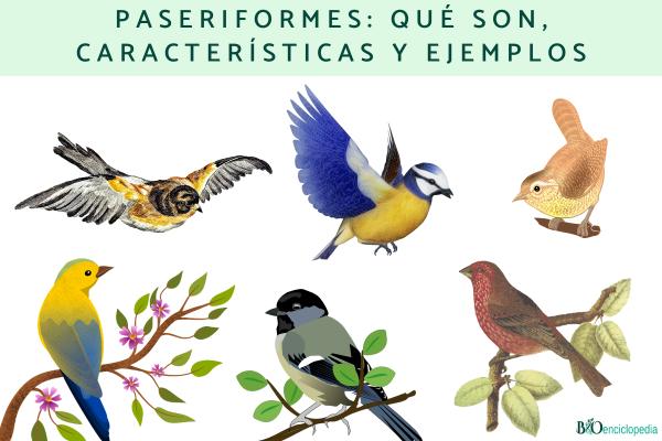 Pájaro: definición, características y usos que debes conocer 2 pajaro definicion caracteristicas y usos que debes conocer 1