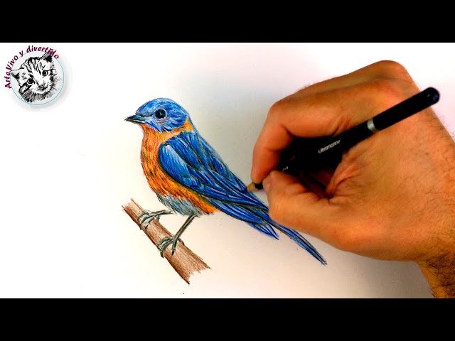 pajaros imagenes y tecnicas para dibujar en colores 1