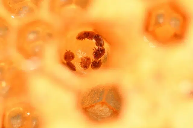 parasitismo que es evolucion definicion y concepto 1