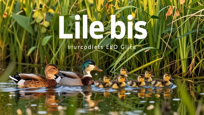 Pato: características, reproducción y qué comen los patos 3 Patos coloridos en un mar exuberante