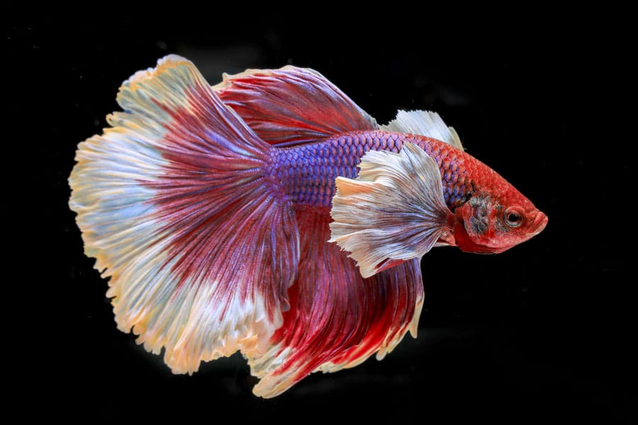 peces 10 caracteristicas impresionantes que debes conocer