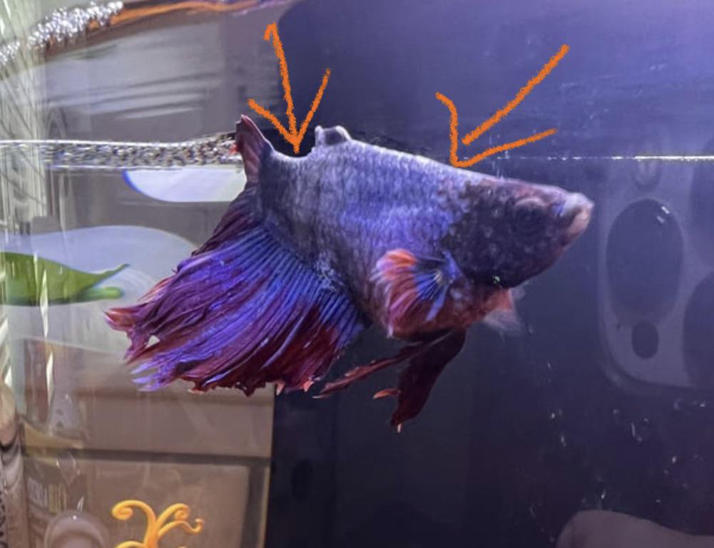 peces betta enojados causas y como controlar su ira