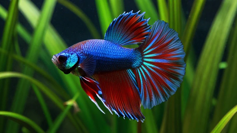 Pez Betta vibrante con acuario realista
