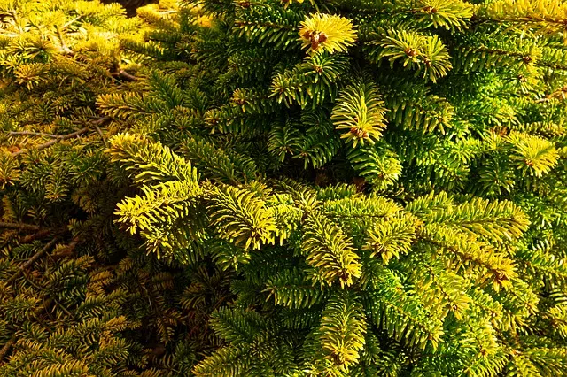 perenne significado y concepto de las plantas perennes