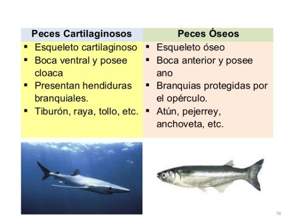 pescado definicion clasificacion y conceptos clave 1