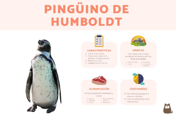 pinguinos informacion habitat y caracteristicas esenciales 2