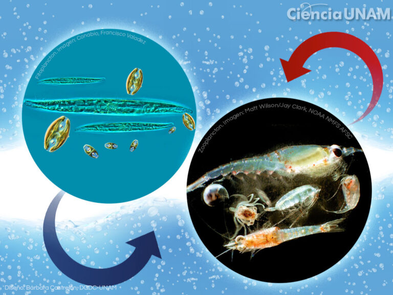 plancton de mar esencial para la vida oceanica y humana