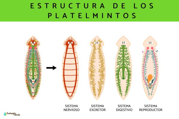 Platelmintos: Definición, características y conceptos clave 2 platelmintos definicion caracteristicas y conceptos clave 3