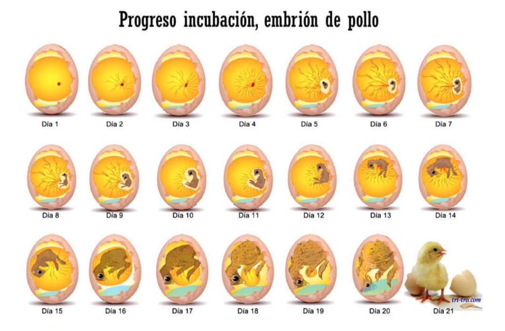 pollo saliendo del cascaron la vida inicia en el huevo
