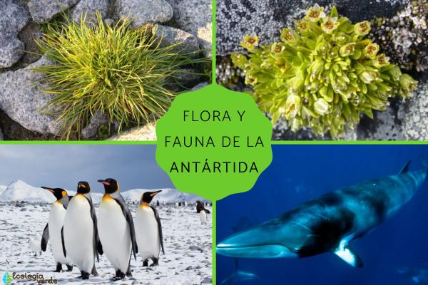 polo sur flora fauna y caracteristicas unicas del lugar