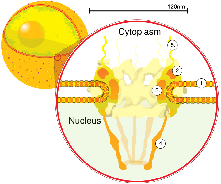 poro definicion concepto y su importancia en biologia
