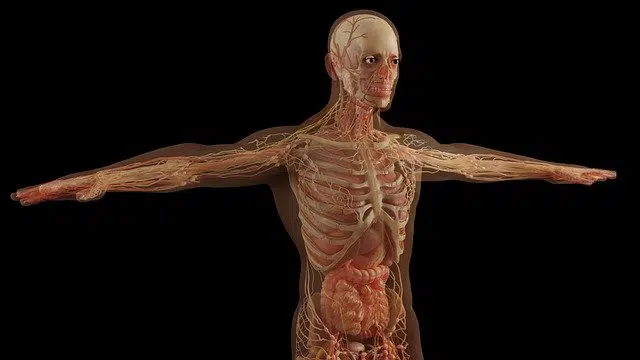 posicion anatomica definicion concepto y su importancia 1
