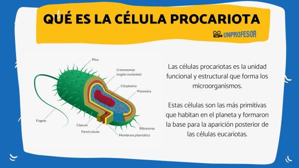 procariota concepto clasificacion y funcion celular 2