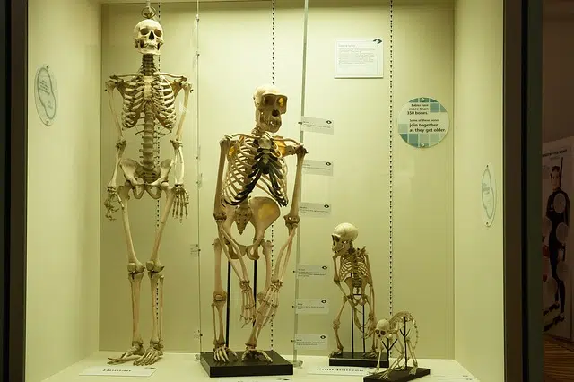 proceso de la hominizacion definicion tipos y concepto 1