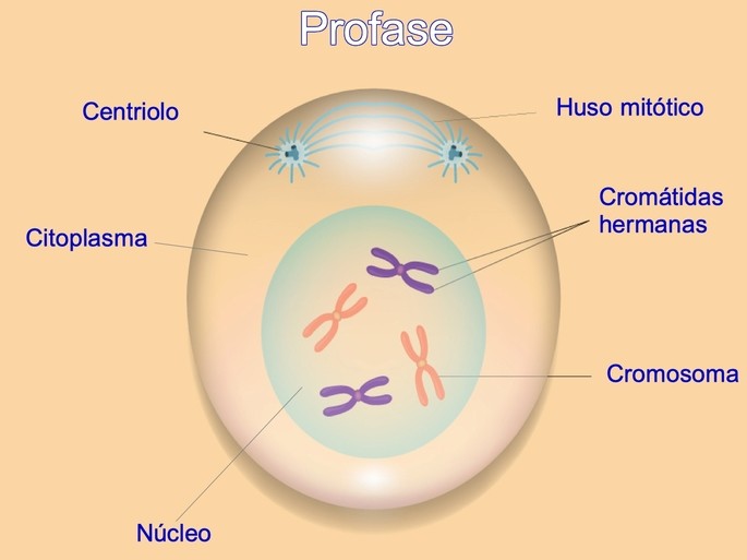 profase definicion caracteristicas y concepto esencial