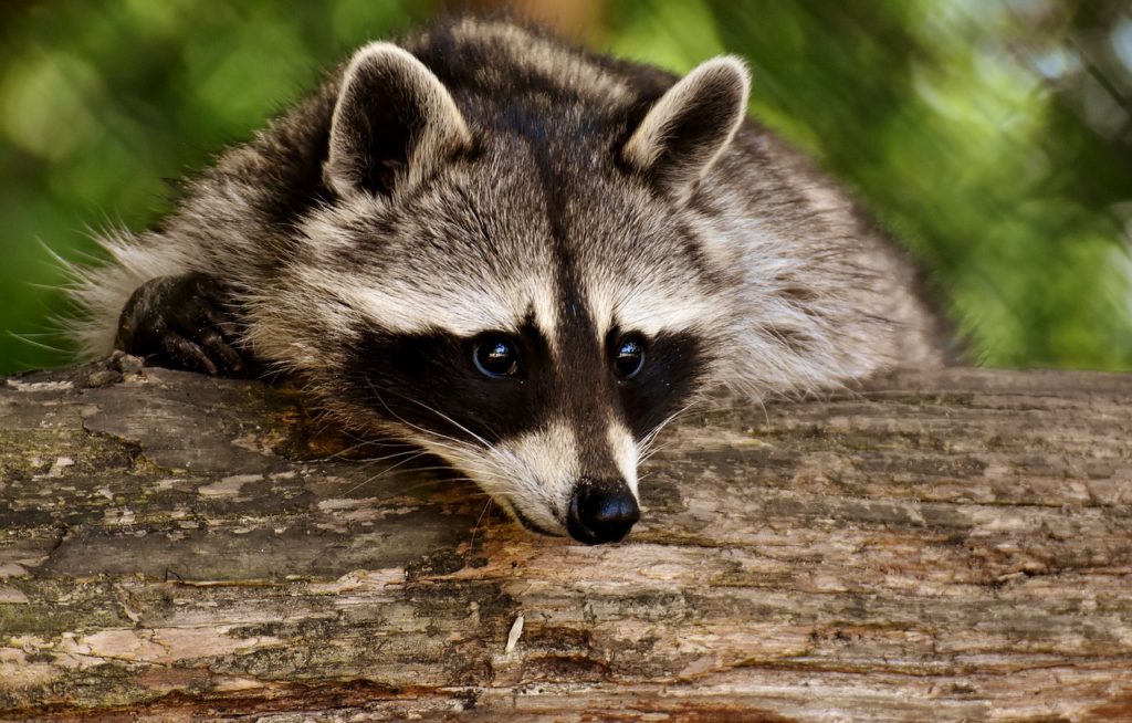 protegemos animales nativos y su habitat conoce como