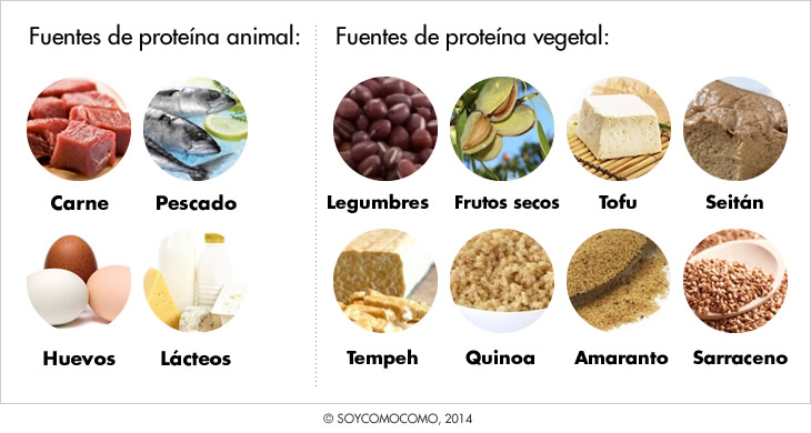 proteinas ejemplos 20 fuentes para una alimentacion sana 1
