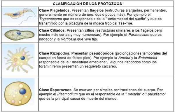 protozoos concepto tipos caracteristicas y ejemplos 1