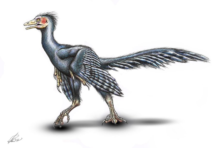 Pterodáctilos: Definición, características y concepto clave 2 pterodactilos definicion caracteristicas y concepto clave 1