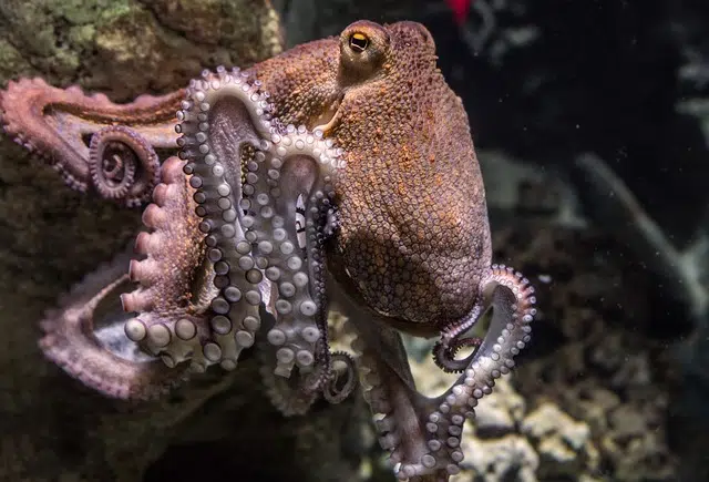 pulpo definicion caracteristicas y concepto