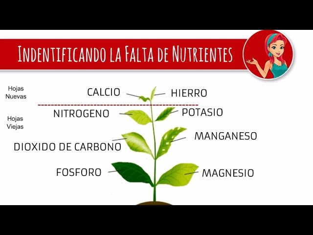 que actividades con plantas muestran el transporte de nutrientes