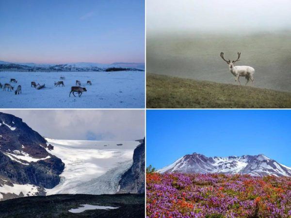 Qué características tiene la tundra en flora, fauna y clima 2 que caracteristicas tiene la tundra en flora fauna y clima 3