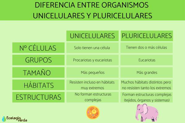 Qué ejemplos de organismos pluricelulares conoces 2 que ejemplos de organismos pluricelulares conoces 4