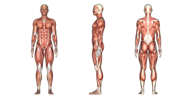 Qué es anatomía: historia, ramas, tipos y características 2 que es anatomia historia ramas tipos y caracteristicas 1