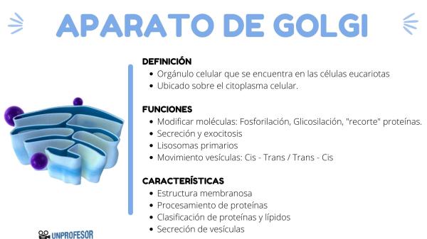 que es el aparato de golgi y cuales son sus funciones clave 2