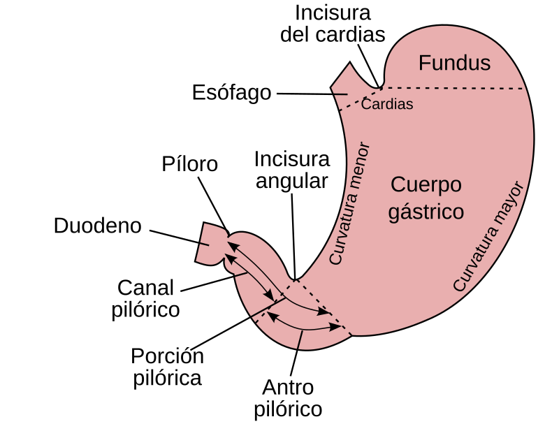 que es el piloro trunco y cual es su definicion y concepto