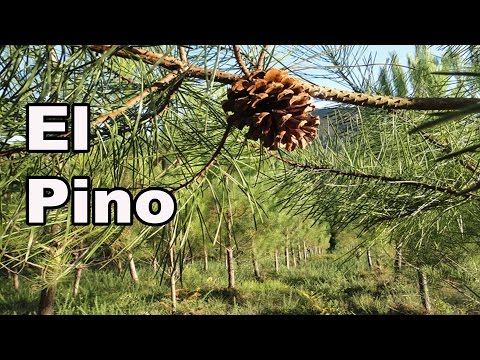 que es el pino y cuales son sus propiedades esenciales 1