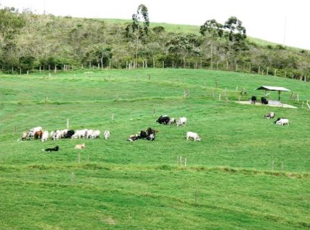 que es el potrero y cuales son sus usos y definiciones